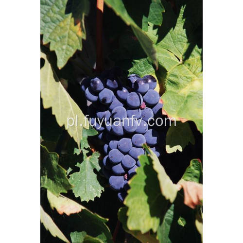 Najlepszy gatunek czerwonych winogron do eksportu